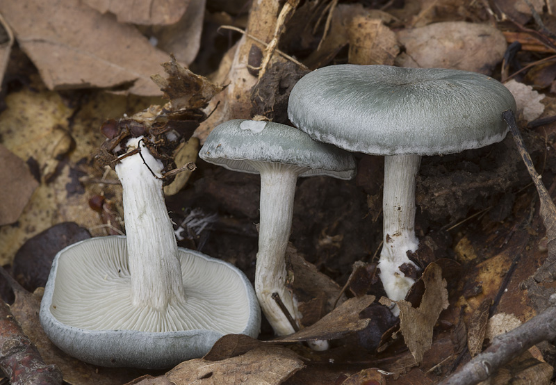 Clitocybe odora